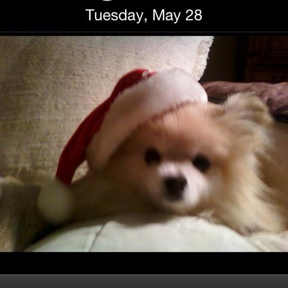 foxybaby2013